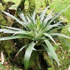 Tillandsia oestediana