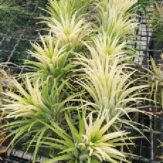 Tillandsia ionantha 'Druid'