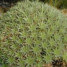 Deuterocohnia brevifolia subsp. chlorantha