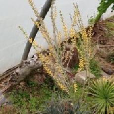 Dyckia fosteriana