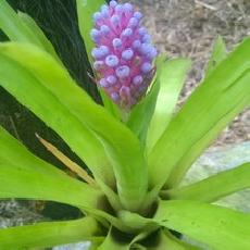 Aechmea cylindrata