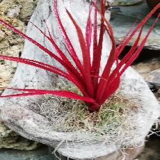 Neophytum 'Burgandy Hill'