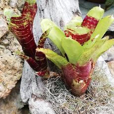 Neoregelia 'Hobie Cat'