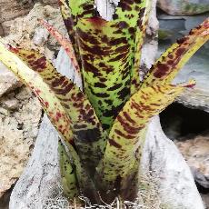 Neoregelia 'Hot Wire'