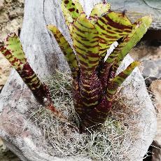 Neoregelia ''Joao Marcio''