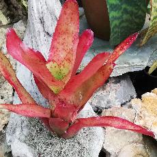 Neoregelia 'Li Hing'