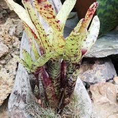 Neoregelia Lilliputiana x Blueberry Muffin