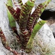 Neoregelia 'Petit Minou'