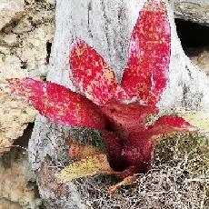 Neoregelia 'Red Waif'