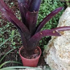 Neoregelia 'Tar Baby'