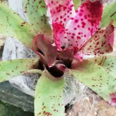 Vriesea gluttata 'Large forme'