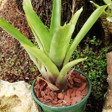 Aechmea candida