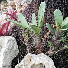 Neoregelia ampullacea var tigrina