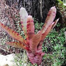 Neoregelia 'BAM'
