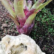 Neoregelia 'Haster Egg'