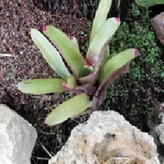 Neoregelia 'Geppeto'