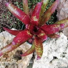 Neoregelia 'Hot Rod'