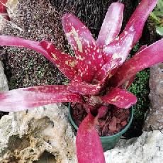 Neoregelia 'Juca x Fireball'