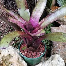Neoregelia 'Klingon'