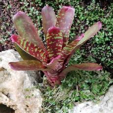 Neoregelia 'Pheasant'