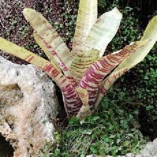 Neoregelia 'Popoki'