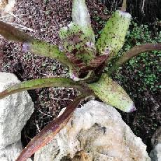 Neoregelia 'Shamrock'