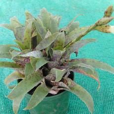 Vriesea racinae