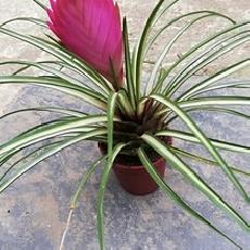 Tillandsia cyanea albo marginata