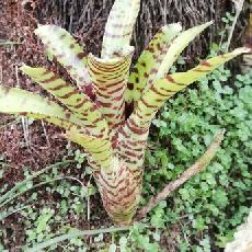 Neoregelia 'Blushing Tiger x punctatissima