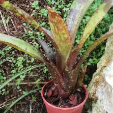 Neoregelia 'Doodleburg'
