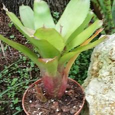 Neoregelia 'Gene McKenzie'