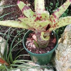 Neoregelia 'Super Aztec' x lilluputiana
