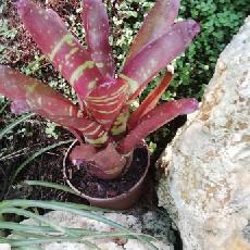Neoregelia 'Okapi'