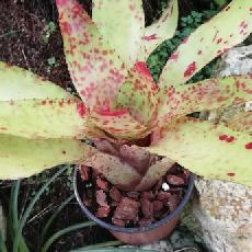 Neoregelia 'Heart of Blood'