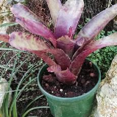 Neoregelia 'Pesadilla'