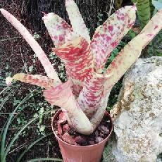 Neoregelia 'Smithii aff'