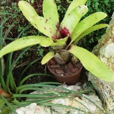 Neoregelia 'Tweedle Dee x Nigt Spot'