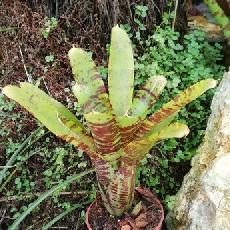 Neoregelia 'Wee Willy'