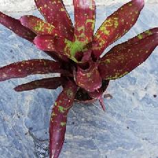 Neoregelia 'Hera Little Bright'