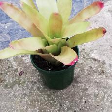 Neoregelia 'Luxurians x 696'