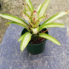 Neoregelia 'Crissy'