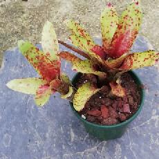 Neoregelia 'Little Jewel'