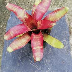 Neoregelia 'Rusty'