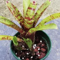 Neoregelia 'Fingerpaint'