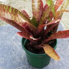 Neoregelia 'Popoki Dark form'