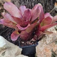 Neoregelia 'Brandywine'