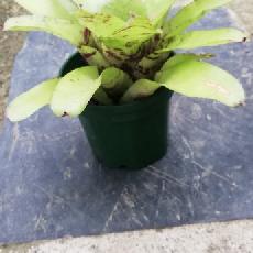 Neoregelia 'Chubby'