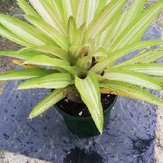 Neoregelia 'Burnies Spiral'