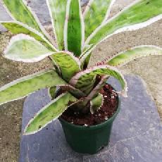 Aechmea orlandiana 'Ensign'