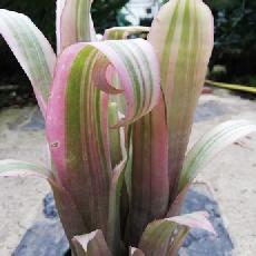 Billbergia 'Santa Barbara'